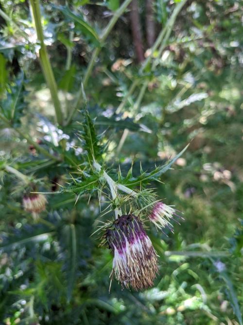 阿里山薊