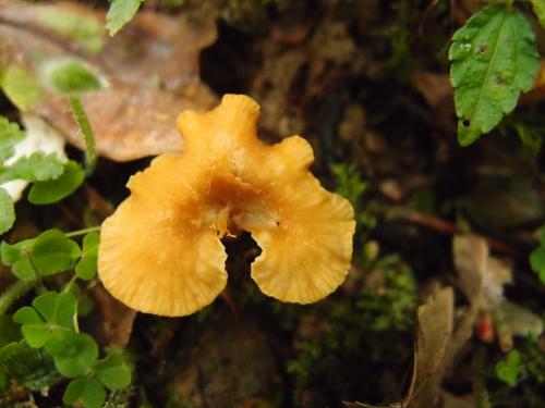 Cantharellus minor(小雞油菌)