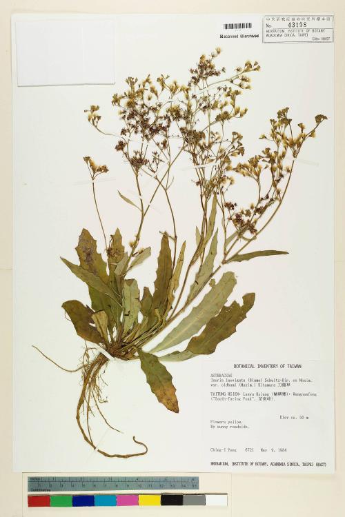Ixeris laevigata (Blume) Schultz-Bip. ex Maxim var. oldhami (Maxim.) Kitam._標本_BRCM 6533