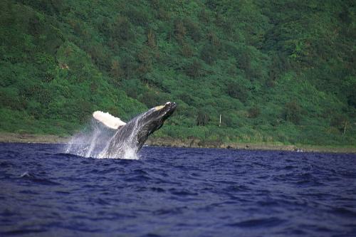 2000年蘭嶼大翅鯨躍身擊浪