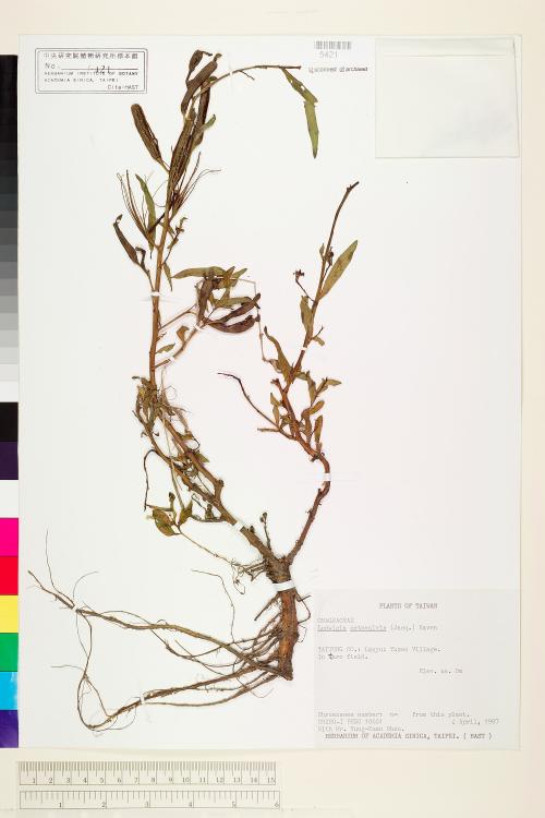 Ludwigia octovalvis (Jacq.) Raven_標本_BRCM 3619