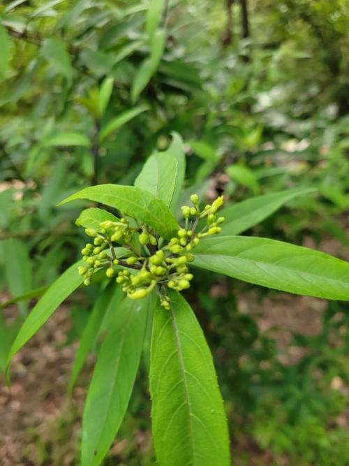 華八仙(華南分布)