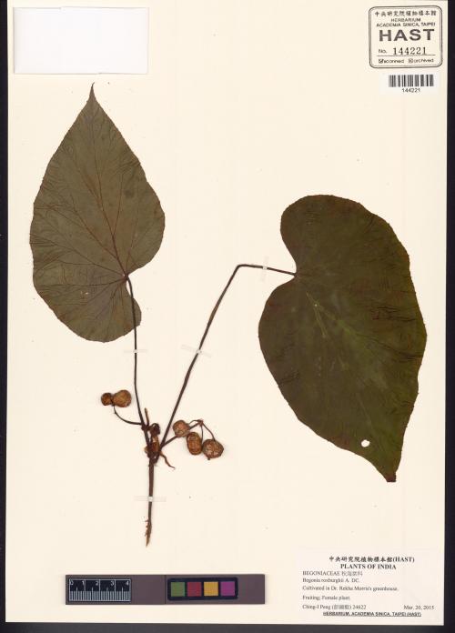Begonia roxburghii標本_BRCM 8511