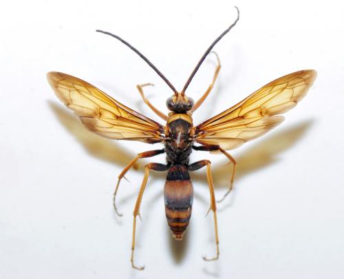 Pompilidae sp._陽明山 1