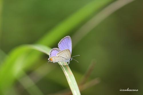 L49-2 南方燕藍灰蝶