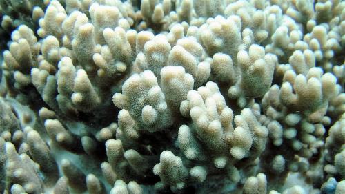 肥厚指形軟珊瑚