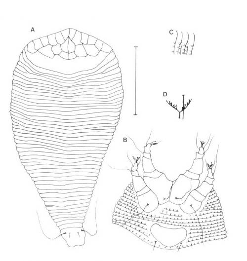 Diptilomiopus perfectus Huang, 2001