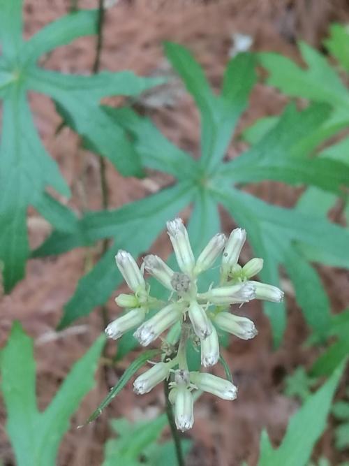 高山破傘菊