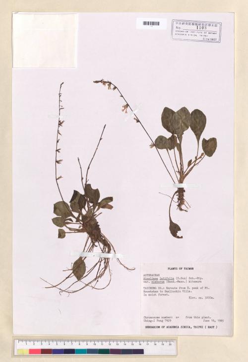Ainsliaea latifolia (D. Don) Sch.-Bip. var. nimborum (Hand.-Mazz.) Kitam._標本_BRCM 6668
