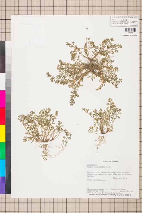 Soliva anthemifolia (Juss.) R. Brown ex Less._標本_BRCM 5067