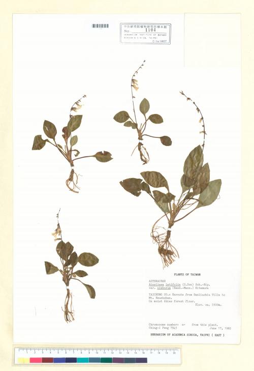 Ainsliaea latifolia (D. Don) Sch.-Bip. var. nimborum (Hand.-Mazz.) Kitam._標本_BRCM 6670