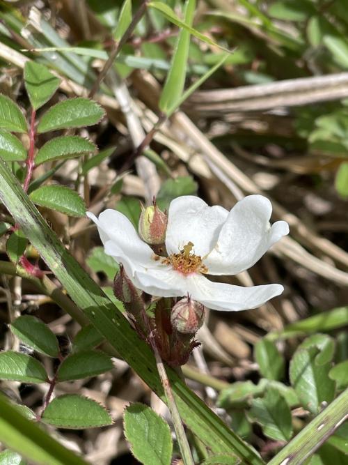 高山薔薇