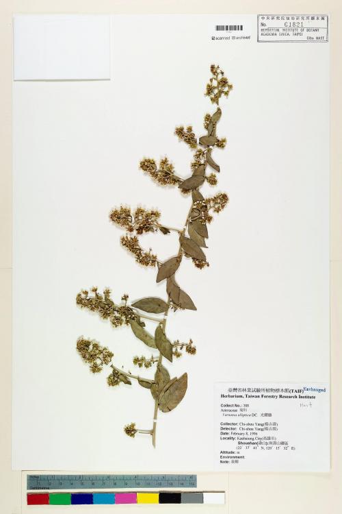 Vernonia elliptica DC._標本_BRCM 6201