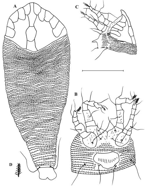 Neopentamerus deciensus Wang & Huang, 2011 (♀). A, Dorsal view; B, Legs and genital region, ventral view; C, Anterior area, lateral view; D, Empodium. (A, B, C = 50 μm; D = 25μm)