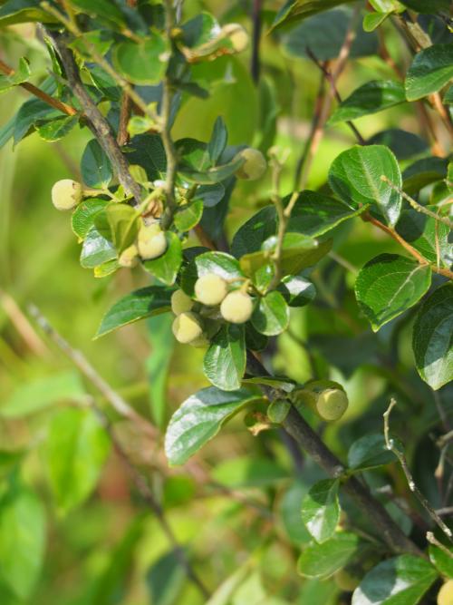 臺灣野茉莉