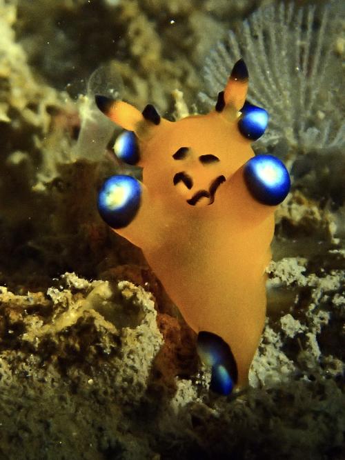 Pikachu Nudibranch