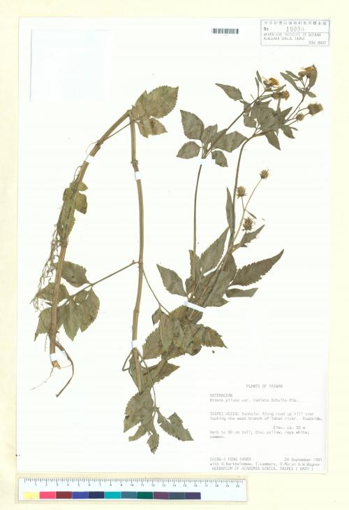 Bidens pilosa L. var. radiata Sch._標本_BRCM 7375