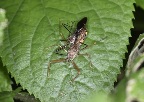 白斑素獵椿象 (六刺素獵椿象)