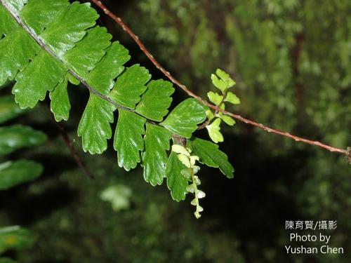 生芽鐵角蕨