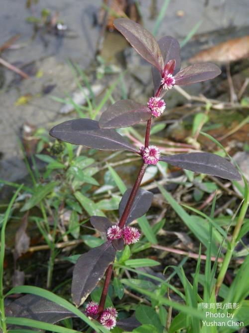 蝦鉗菜 (蓮子草 )