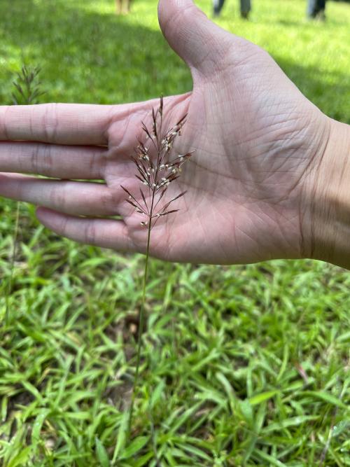 竹節草 (假雀麥)