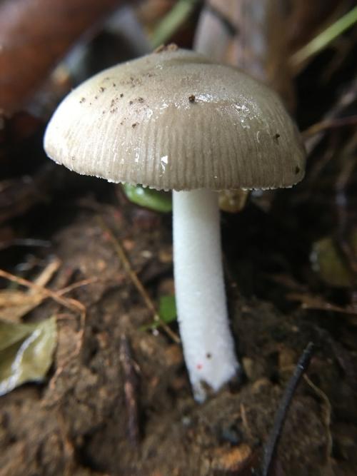 Amanita ovalispora(卵孢鵝膏)