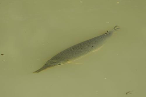 Longnose Gar