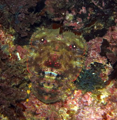 Parribacus antarcticus南極岩礁扇蝦