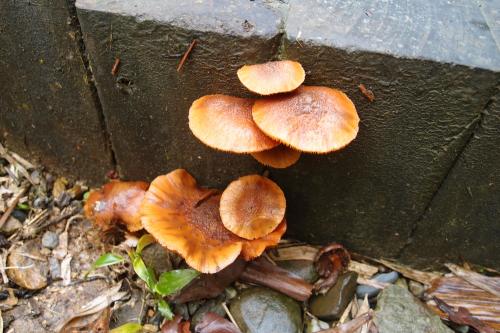 Gymnopilus aeruginosus(綠褐裸傘)