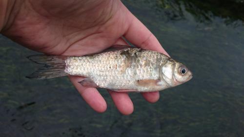 鯽魚 (金魚)