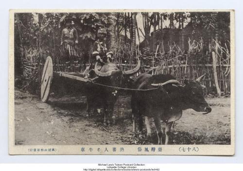 臺灣風俗 蕃人熟練地騎水牛車