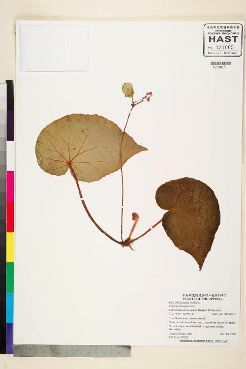 Begonia anisoptera標本_BRCM 2272