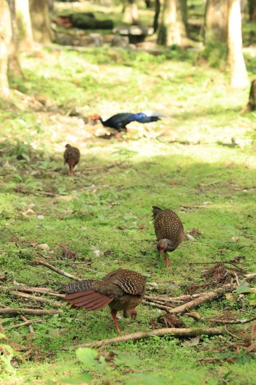 藍腹鷴