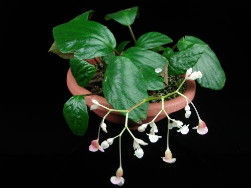 Begonia longa C.I Peng & W.C.Leong