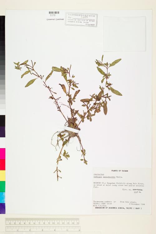 Ludwigia epilobioides Maxim._標本_BRCM 3629