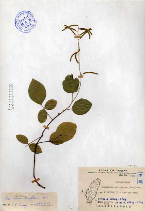 Desmodium scorpiurus (Sw.) Desv._標本_BRCM 4243