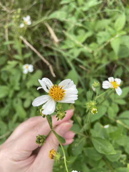 大花咸豐草