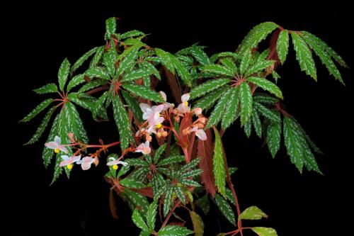 Begonia hemsleyana Hook.f.