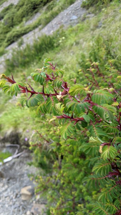 玉山野薔薇