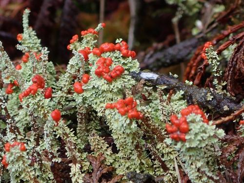 Cladonia bellidiflora(菊花石蕊)