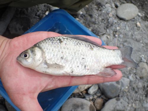 鯽魚 (金魚)