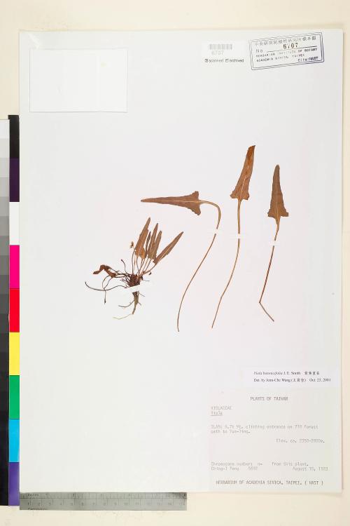 Viola betonicifolia J. E. Smith_標本_BRCM 6423