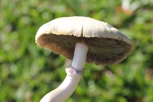 Agrocybe paludosa(沼生田頭菇)