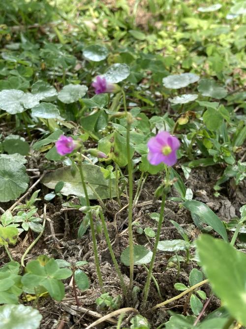 紅花酢漿草 (紫花酢漿草)