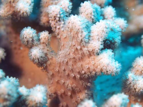 短指葇荑軟珊瑚