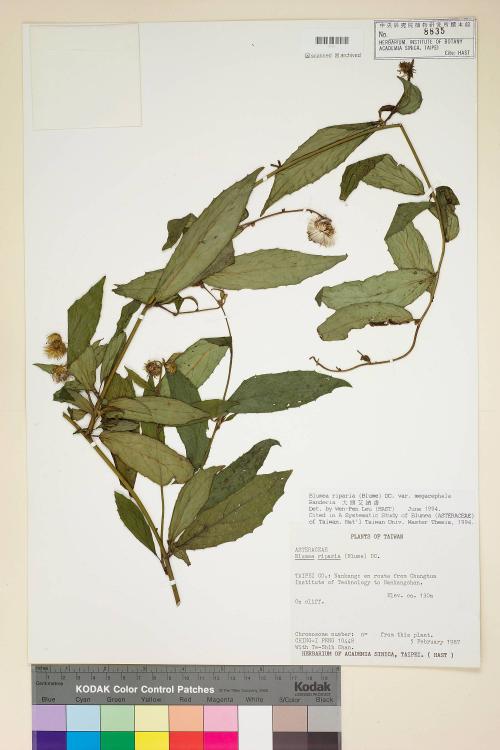 Blumea riparia (Blume) DC. var. megacephala Randeria_標本_BRCM 4844