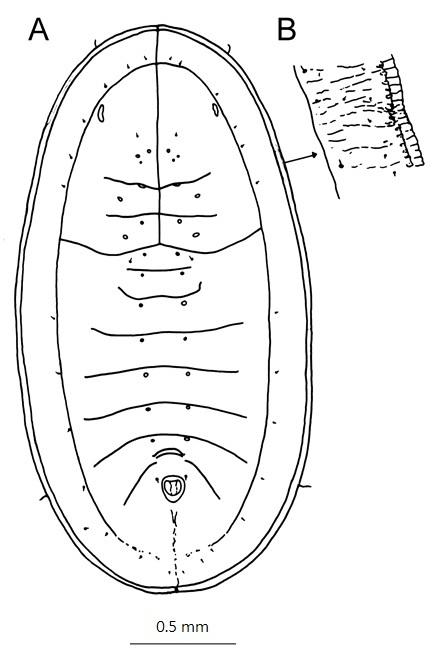Aleurolobus barodensis  (Maskell, 1895)  甘蔗穴粉蝨