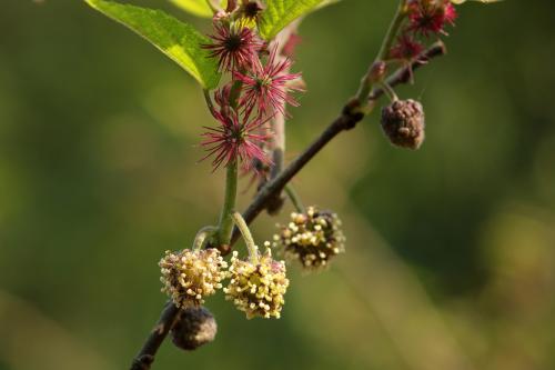 小構樹雄花與雌花