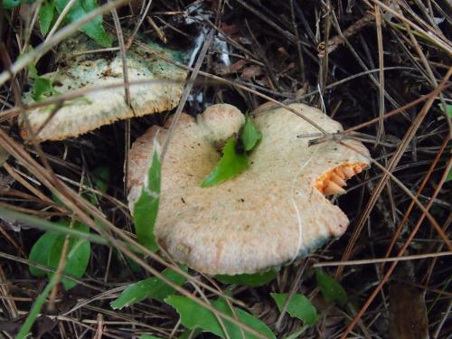 Lactarius akahatsu(淡橙紅乳菇)