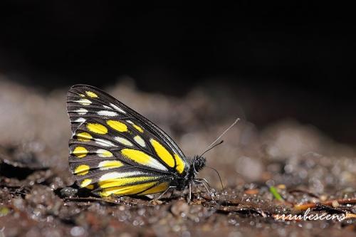 F01-3 條斑豔粉蝶